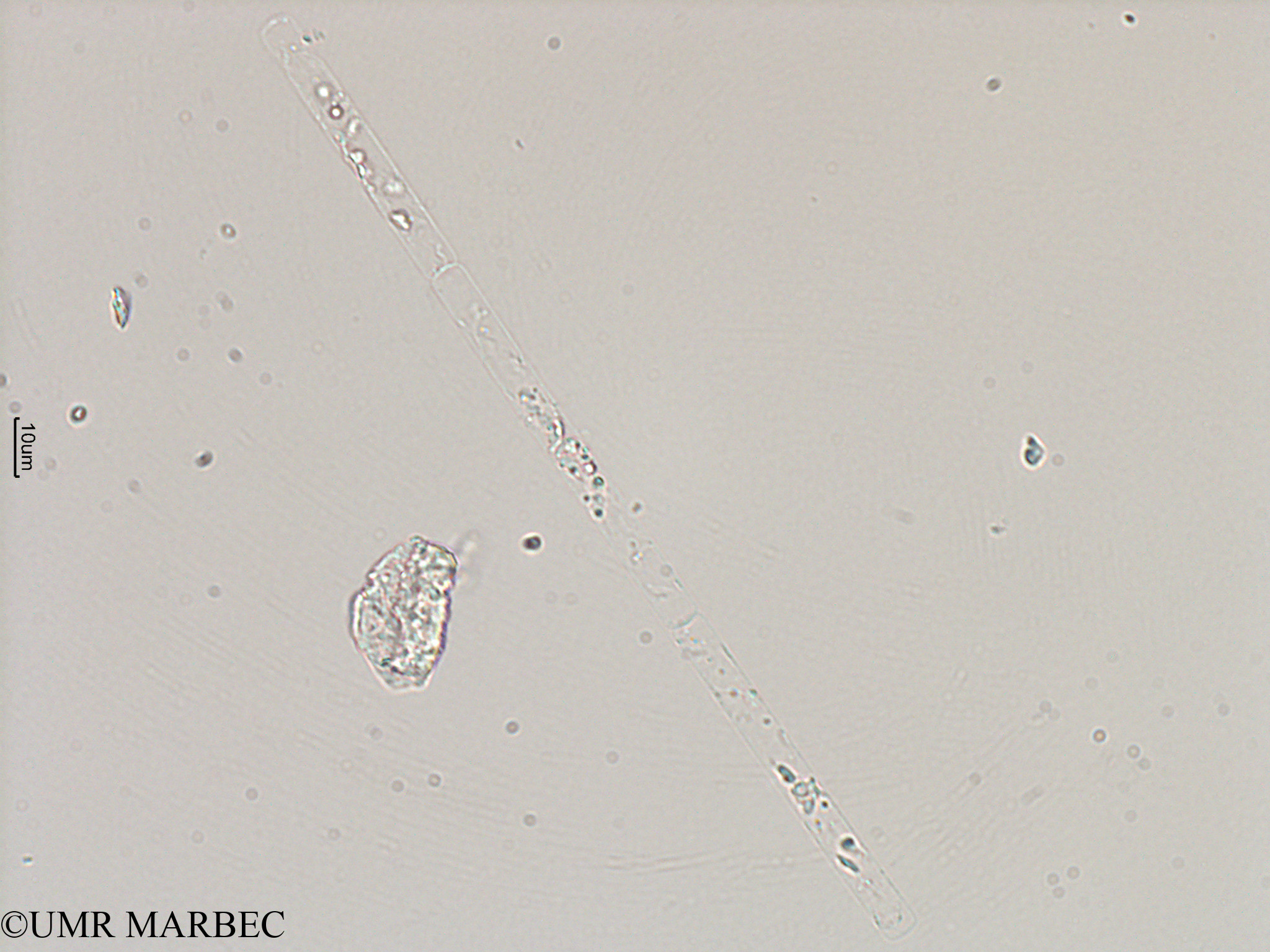 phyto/Thau_Lagoon/Thau_Breakwater/IMOCA April and June 2011/Leptocylindrus danicus  (3)(copy).jpg